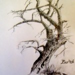 R. D. Burton: Knobby Tree (graphite on paper) 8"X11"