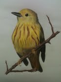 Olivia: Bird (Colored Pencil)