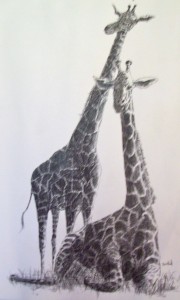 Richard D Burton: Giraffes - Pen and Ink (1968)