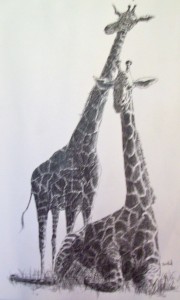 Richard D. Burton: Giraffes (pen and ink)