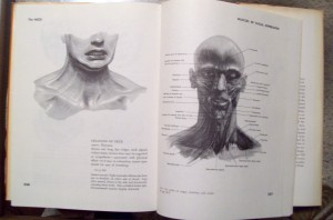 snapshot of two pages from "atlas of human anatomy for the artist"