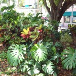 photog: "a work in progress" colorful foliage