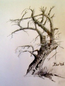 R. D. Burton: Knobby Winter Tree: Graphite Drawing